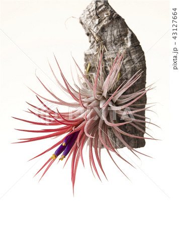 チランジア チランジア 43127664