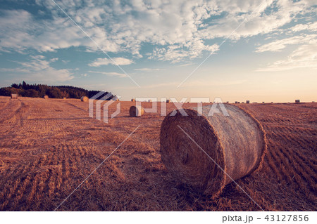 harvested field with straw bales in summer 43127856