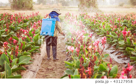 spraying pesticide in partition Canna 43127958
