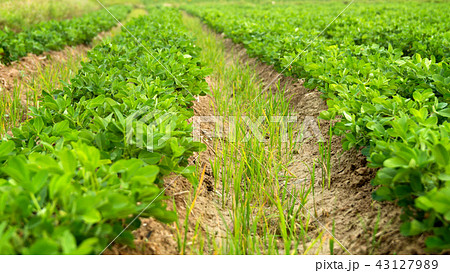 Peanuts fields Peanuts fields 43127989