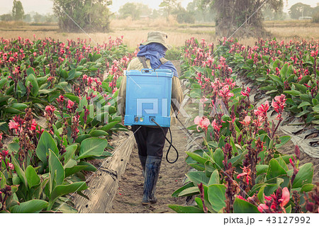 spraying pesticide in partition Canna spraying pesticide in partition Canna 43127992