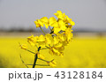 ［高岡市］菜の花 43128184