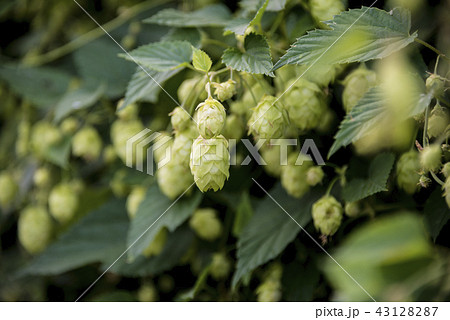 flowers and leaves of common hop plant flowers and leaves of common hop plant 43128287