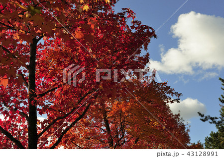 紅葉、黄葉、モミジバフー@鴨谷公園、堺市、大阪府 紅葉、黄葉、モミジバフー@鴨谷公園、堺市、大阪府 43128991