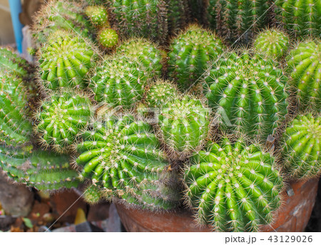 Beautiful of Textured on Succulent cactus Beautiful of Textured on Succulent cactus 43129026