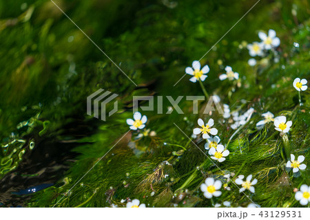牛渡川の梅花藻 牛渡川の梅花藻 43129531