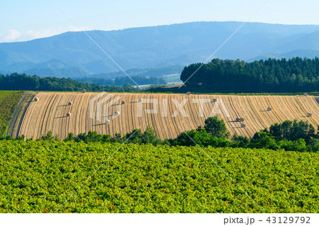 夏の北海道　新栄の丘からの景色 43129792