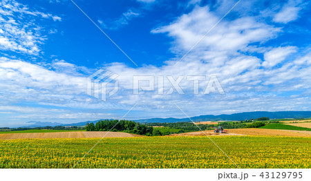 夏の北海道　新栄の丘展望公園 43129795