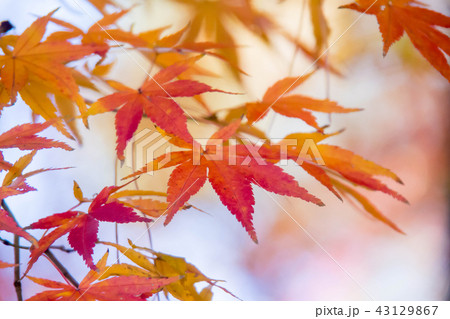 楓の紅葉 43129867