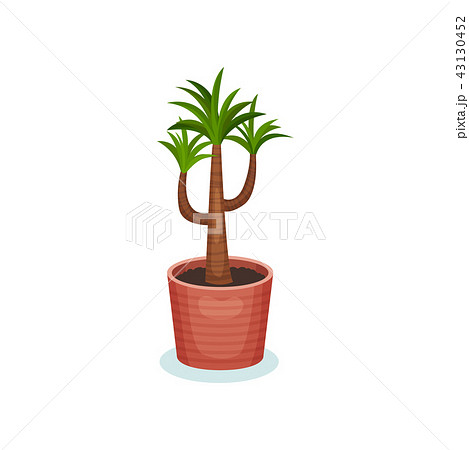Dracaena house plant in flowerpot, element for decoration home interior vector Illustration on a Dracaena house plant in flowerpot, element for decoration home interior vector Illustration on a 43130452