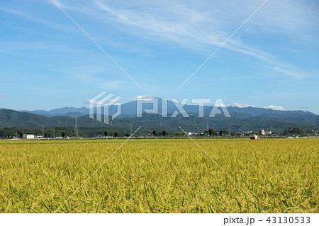 実りの秋・稲刈りと霊峰白山(石川県能美市 8月末)01 実りの秋・稲刈りと霊峰白山(石川県能美市 8月末)01 43130533