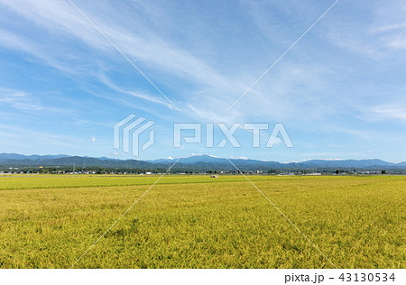 実りの秋・稲刈りと霊峰白山遠望(石川県能美市 8月末)02 実りの秋・稲刈りと霊峰白山遠望(石川県能美市 8月末)02 43130534