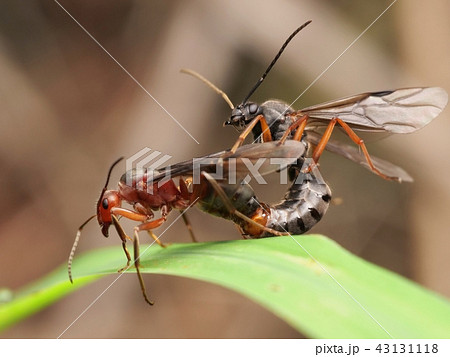 アリの交尾 結婚飛行 Formica yessensis エゾアカヤマアリ アリの交尾 結婚飛行 Formica yessensis エゾアカヤマアリ 43131118
