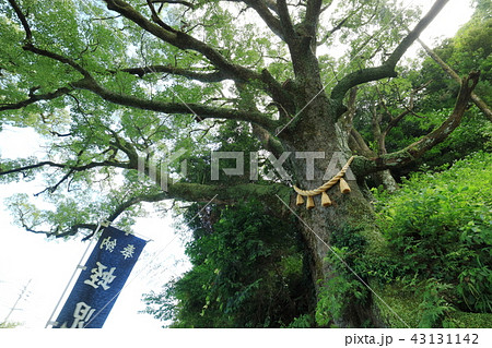 蛭児神社　御神木 43131142