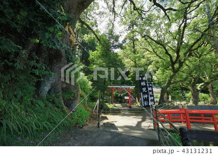 御神木と蛭児神社 43131231