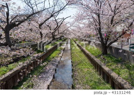元住吉の渋川の桜 43131246