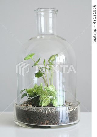 Green plants in pots protected by a glass dome bottle on a white background. Green plants in pots protected by a glass dome bottle on a white background. 43131956
