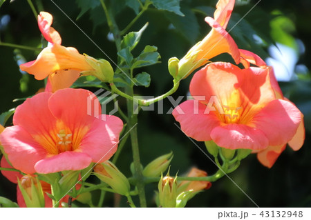 ノウゼンカズラ 43132948