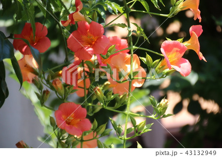 ノウゼンカズラ 43132949