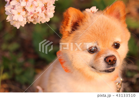 犬と桜 43133510