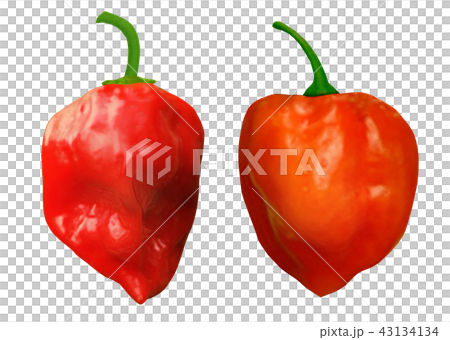 Spicy hot spice Habanero Spicy hot spice Habanero 43134134