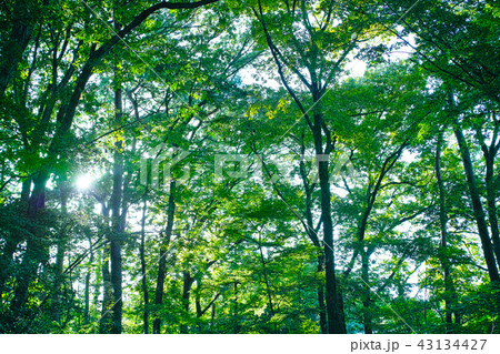 黄昏雑木林　エコイメージ 43134427