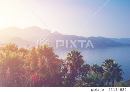Tropical palm trees with sunlight. Tropical palm trees with sunlight. 43134623