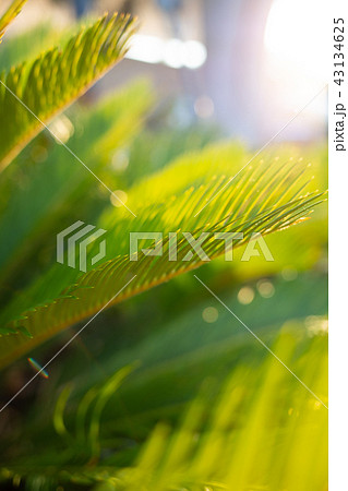 Palm leavs against the sunny lights. 43134625
