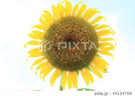 座間市　ひまわり畑 43134709