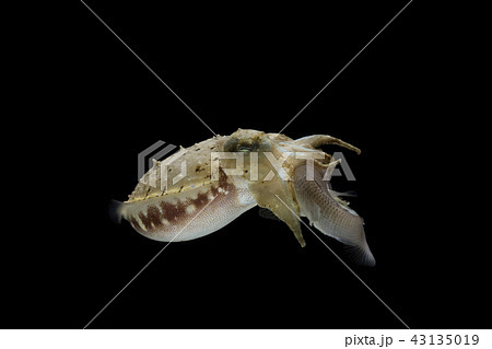 Cuttlefish eating fish Cuttlefish eating fish 43135019
