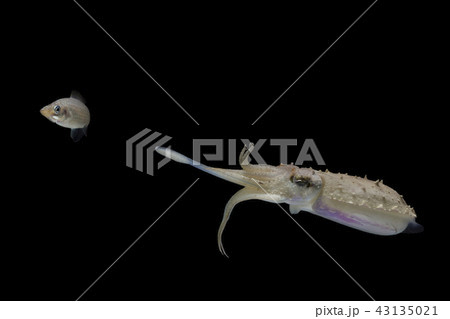 Cuttlefish eating fish  43135021