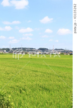 神奈川県座間市　田園風景 43135262