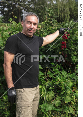 Attractive man smiles and holds red currants Attractive man smiles and holds red currants 43135729