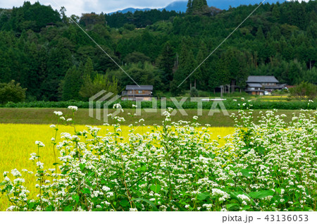 そばの花と田舎の風景 そばの花と田舎の風景 43136053