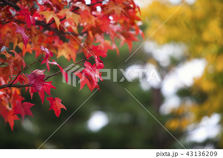 紅葉 季節 青い 43136209