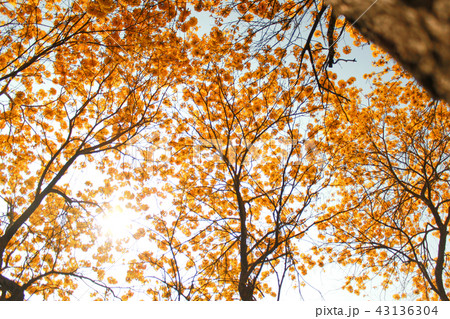 ブルーミング 開花 咲く 43136304