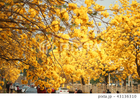 ブルーミング 開花 咲く 43136310