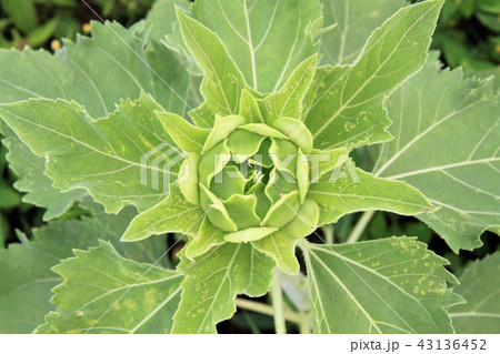 座間市 ひまわり畑 座間市 ひまわり畑 43136452