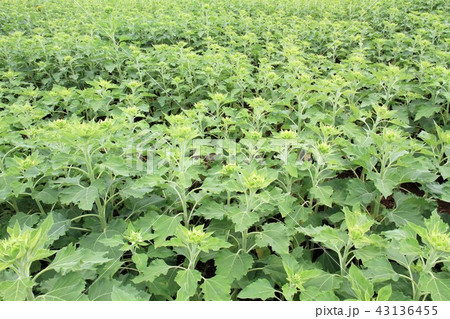 座間市　ひまわり畑 43136455