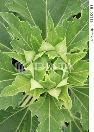 座間市　ひまわり畑 43136463