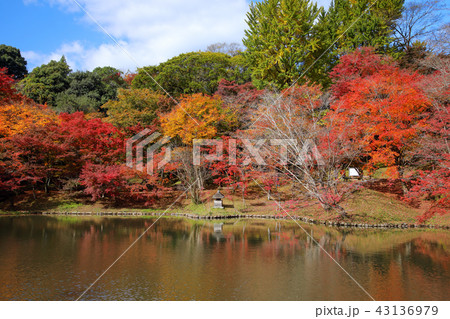 大分県　秋　紅葉の用作公園（ゆうじゃくこうえん） 43136979