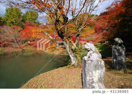 大分県 秋 紅葉の用作公園(ゆうじゃくこうえん) 大分県 秋 紅葉の用作公園(ゆうじゃくこうえん) 43136985