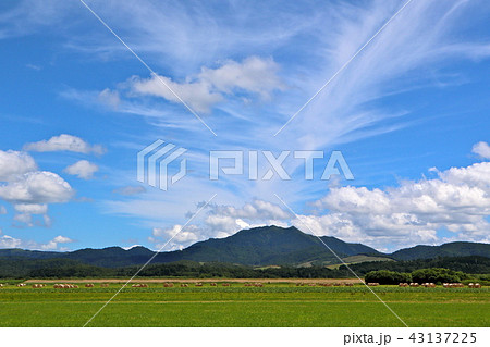 北海道の牧草地帯 北海道の牧草地帯 43137225