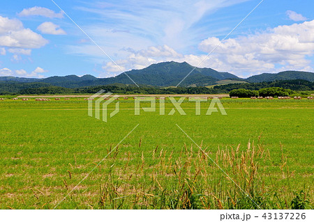 北海道の牧草地帯 北海道の牧草地帯 43137226