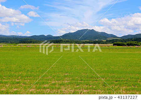 北海道の牧草地帯 北海道の牧草地帯 43137227