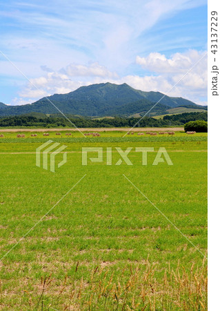 北海道の牧草地帯 43137229