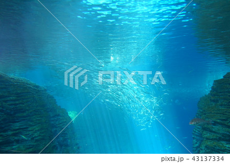 上越市立水族博物館 うみがたり イワシの群れ 上越市 上越市立水族博物館 うみがたり イワシの群れ 上越市 43137334