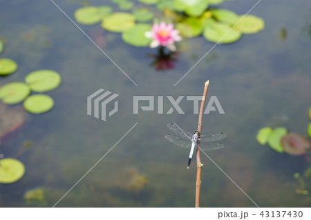 水際のシオカラトンボ7 水際のシオカラトンボ7 43137430