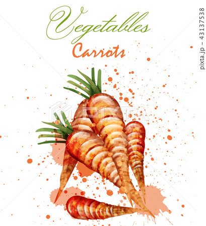 Watercolor carrots Vector. Delicious design Watercolor carrots Vector. Delicious design 43137538
