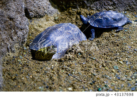 クサガメ 43137698